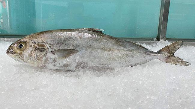 Loài cá cực ngon, nghe tên thì rất &#34;nhạy cảm&#34;, nhiều người tò mò mua ăn thử, giá bán 150.000 đồng/kg - 6