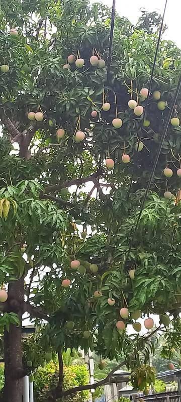 Cây nhãn, cây xoài... cổ thụ ra trái trĩu trịt, dân mạng bình chọn đây là những cây quả đẹp và sai quả nhất Việt Nam