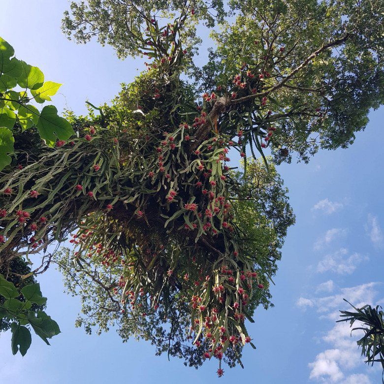 Cây nhãn, cây xoài... cổ thụ ra trái trĩu trịt, dân mạng bình chọn đây là những cây quả đẹp và sai quả nhất Việt Nam