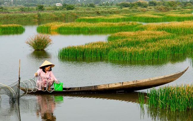 Loại rau trước dùng để chống đói, giờ là đặc sản được săn lùng vì sạch và ngon, giá 120.000 đồng/kg - 7