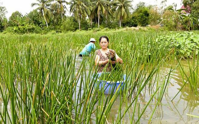 Loại rau trước dùng để chống đói, giờ là đặc sản được săn lùng vì sạch và ngon, giá 120.000 đồng/kg - 4