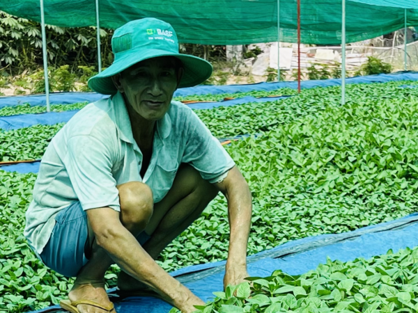 Nghề lạ ở Việt Nam: Cây từng mọc dại nay hóa "mỏ tiền", dân trồng 3 tháng là thu hoạch, bán thành đặc sản khắp nơi - 4