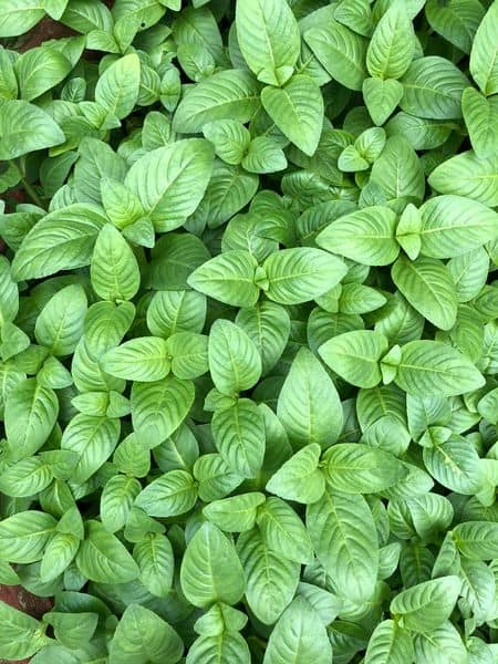 Nghề lạ ở Việt Nam: Cây từng mọc dại nay hóa "mỏ tiền", dân trồng 3 tháng là thu hoạch, bán thành đặc sản khắp nơi - 1
