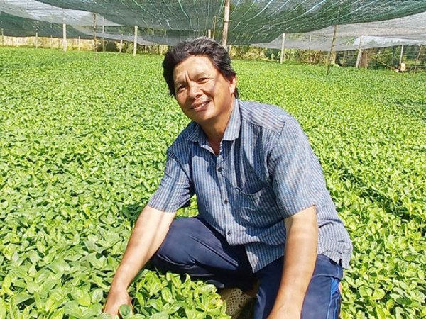 Nghề lạ ở Việt Nam: Cây từng mọc dại nay hóa "mỏ tiền", dân trồng 3 tháng là thu hoạch, bán thành đặc sản khắp nơi - 3