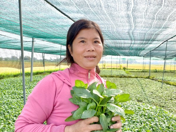Nghề lạ ở Việt Nam: Cây từng mọc dại nay hóa "mỏ tiền", dân trồng 3 tháng là thu hoạch, bán thành đặc sản khắp nơi - 5
