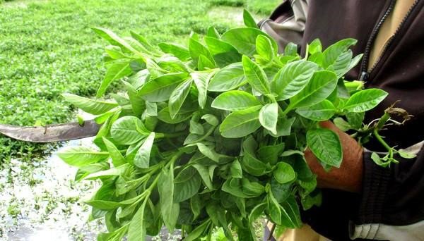 Nghề lạ ở Việt Nam: Cây từng mọc dại nay hóa "mỏ tiền", dân trồng 3 tháng là thu hoạch, bán thành đặc sản khắp nơi - 2