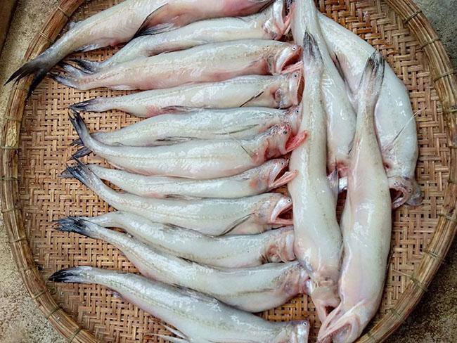 Loài cá thân mềm như cháo, hương vị tuyệt ngon mà giá chỉ hơn 200.000 đồng/kg - 1