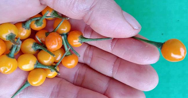 Quả bé tí ở nước ngoài bán 500 triệu đồng/kg, Việt Nam giờ trồng rất nhiều, thưởng thức 1 lần là nhớ mãi - 2