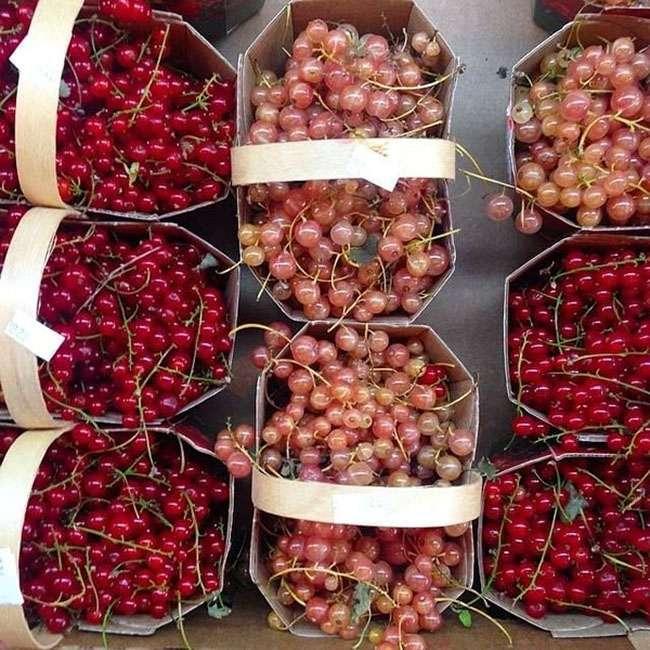 Thứ quả ở châu Âu bán rẻ như cho, về Việt Nam có giá tới 2 triệu đồng/kg không có hàng để bán - 8