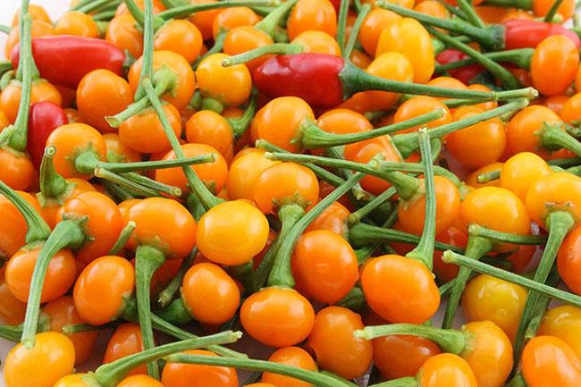 Quả bé tí ở nước ngoài bán 500 triệu đồng/kg, Việt Nam giờ trồng rất nhiều, thưởng thức 1 lần là nhớ mãi - 6