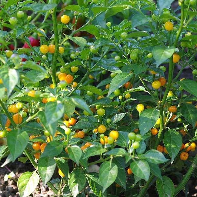 Quả bé tí ở nước ngoài bán 500 triệu đồng/kg, Việt Nam giờ trồng rất nhiều, thưởng thức 1 lần là nhớ mãi - 9
