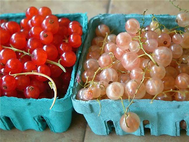 Thứ quả ở châu Âu bán rẻ như cho, về Việt Nam có giá tới 2 triệu đồng/kg không có hàng để bán - 7