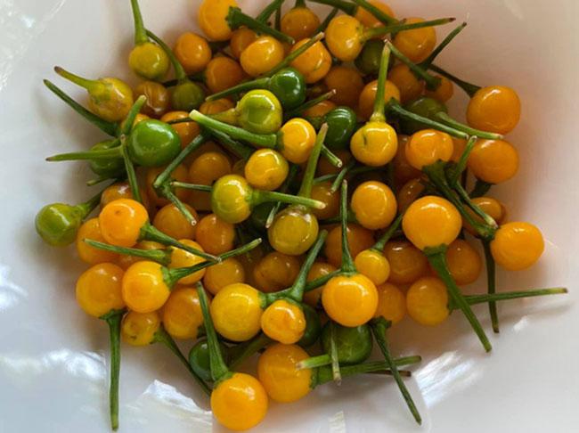 Quả bé tí ở nước ngoài bán 500 triệu đồng/kg, Việt Nam giờ trồng rất nhiều, thưởng thức 1 lần là nhớ mãi - 1