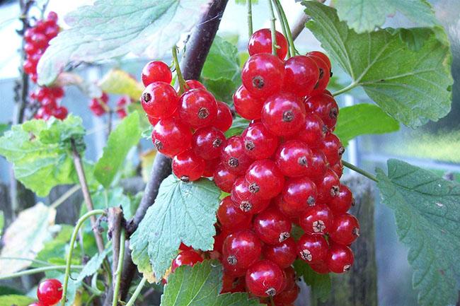 Thứ quả ở châu Âu bán rẻ như cho, về Việt Nam có giá tới 2 triệu đồng/kg không có hàng để bán - 1
