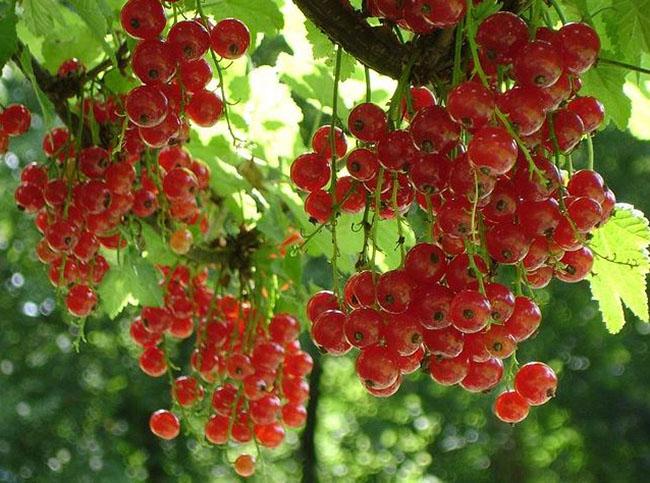 Thứ quả ở châu Âu bán rẻ như cho, về Việt Nam có giá tới 2 triệu đồng/kg không có hàng để bán - 3