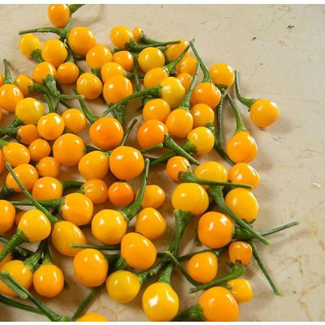 Quả bé tí ở nước ngoài bán 500 triệu đồng/kg, Việt Nam giờ trồng rất nhiều, thưởng thức 1 lần là nhớ mãi - 3