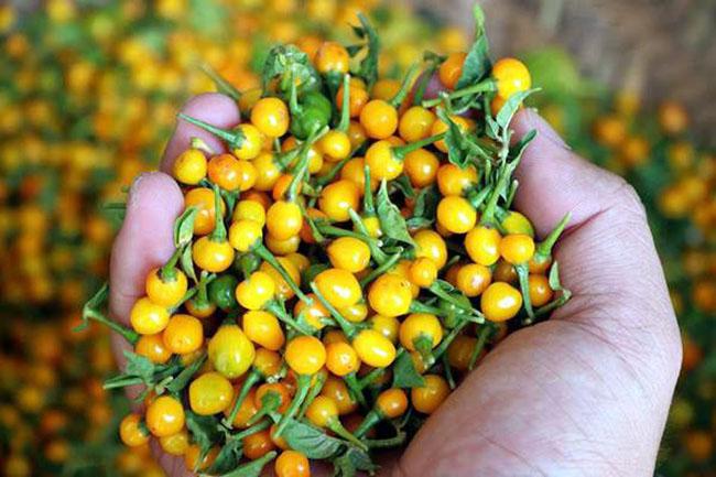 Quả bé tí ở nước ngoài bán 500 triệu đồng/kg, Việt Nam giờ trồng rất nhiều, thưởng thức 1 lần là nhớ mãi - 5