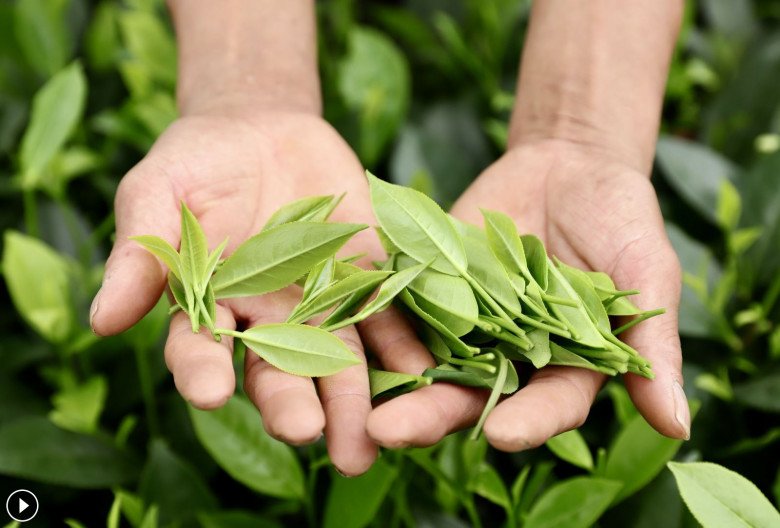 6 đặc sản Phú Thọ mua về làm quà ai cũng mê, có món cứ đến mùa là chị em đua nhau săn lùng - 1