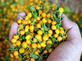 Quả bé tí ở nước ngoài bán 500 triệu đồng/kg, Việt Nam giờ trồng rất nhiều, thưởng thức 1 lần là nhớ mãi