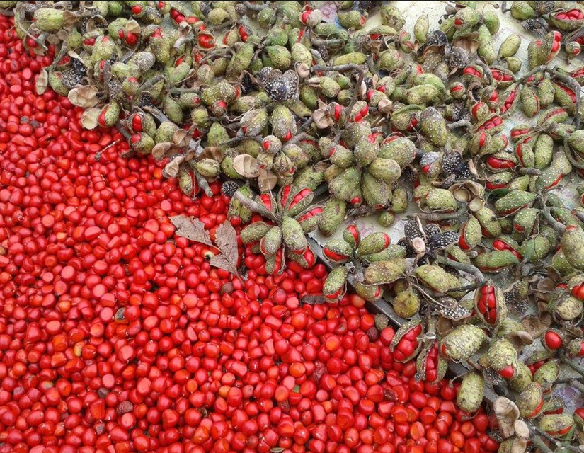 Hạt này được ví là “vàng đen” của Tây Bắc, có mùi thơm đặc biệt nên rất được ưa thích, giá gần 2 triệu đồng/kg - 7