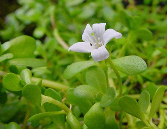 Nó mệnh danh là “rau của trí tuệ”, được dân Thành phố săn lùng vì ngon và tốt cho não bộ, giá 100.000 đồng/kg - 10