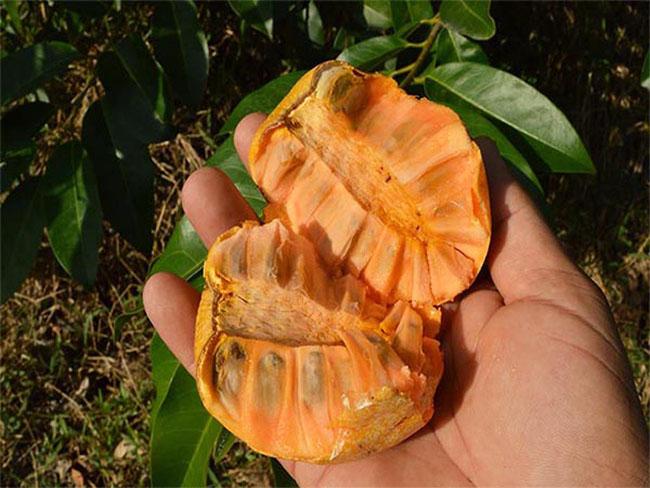 Thứ quả lạ giá 40.000 đồng/kg, thân giống táo ruột giống na, vừa ăn ngon lại có thể làm thuốc - 9