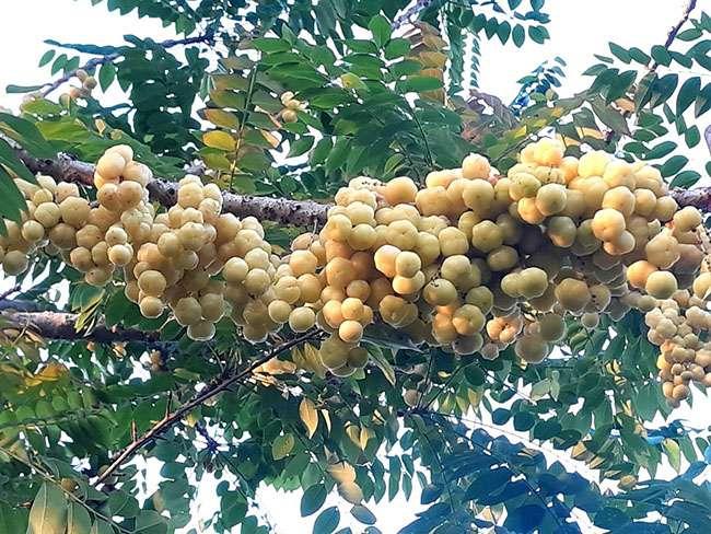 Thứ quả dại có lượng vitamin C cao như cam, trước rụng đầy gốc chả ai ăn, nay bỗng chốc hot, giá 50.000 đồng/kg - 2
