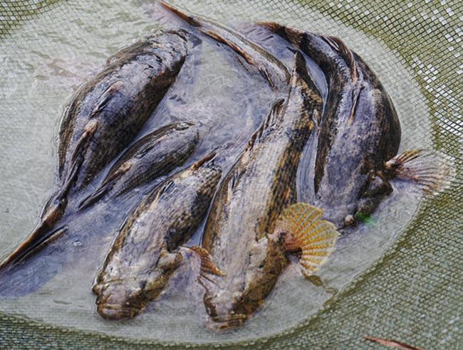 Giống cá bống khổng lồ giá 500.000 đồng/kg, trước chả ai biết đến giờ là đặc sản được săn lùng - 4