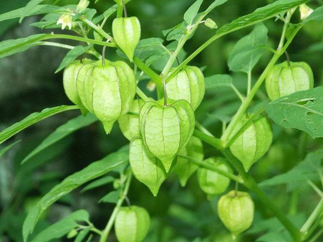 Loại quả có vitamin A cao gấp 8 cà rốt, trước mọc dại chả ai để ý giờ được săn lùng, giá 400.000 đồng/kg - 3