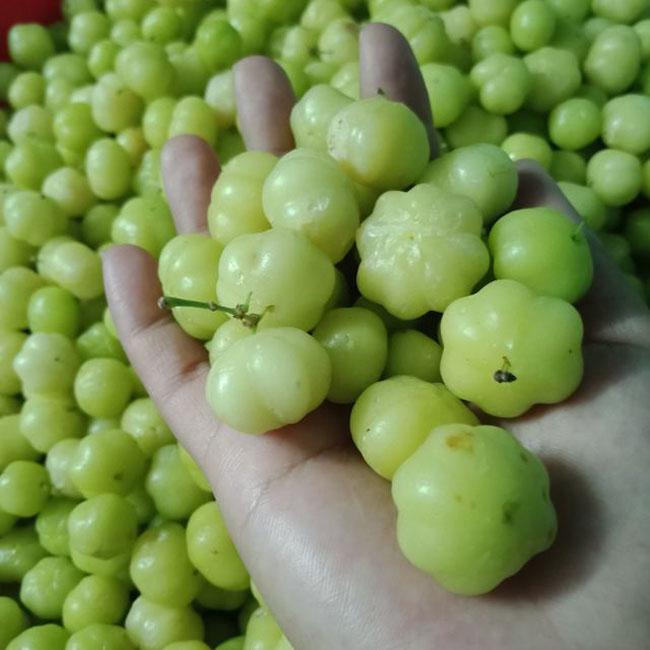 Thứ quả dại có lượng vitamin C cao như cam, trước rụng đầy gốc chả ai ăn, nay bỗng chốc hot, giá 50.000 đồng/kg - 4