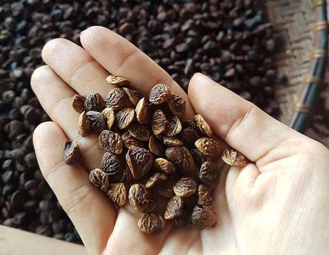 Hạt này được ví là “vàng đen” của Tây Bắc, có mùi thơm đặc biệt nên rất được ưa thích, giá gần 2 triệu đồng/kg - 6