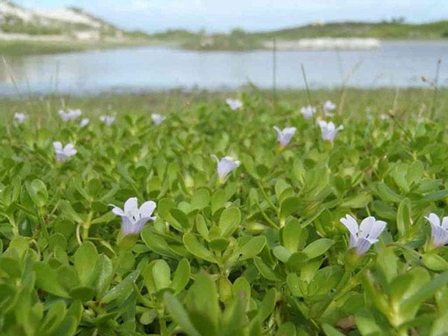 Nó mệnh danh là “rau của trí tuệ”, được dân Thành phố săn lùng vì ngon và tốt cho não bộ, giá 100.000 đồng/kg - 5