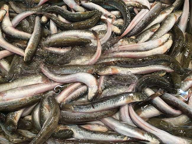 Đặc sản “giãy đành đạch” ở Cà Mau, càng ăn càng nghiện, giá 200.000 đồng/kg mà vẫn hút người mua - 1