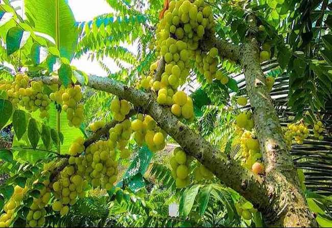 Thứ quả dại có lượng vitamin C cao như cam, trước rụng đầy gốc chả ai ăn, nay bỗng chốc hot, giá 50.000 đồng/kg - 1
