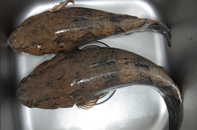 Giống cá bống khổng lồ giá 500.000 đồng/kg, trước chả ai biết đến giờ là đặc sản được săn lùng - 3