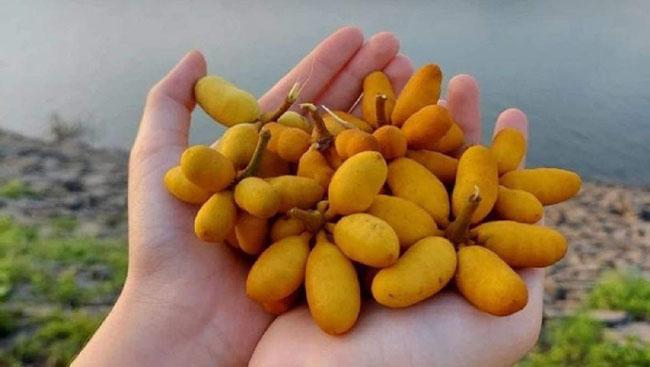 Thứ quả gắn liền với tuổi thơ trẻ con miền Trung, thử một lần nhớ mãi hương vị của nó, giá 40.000 đồng/kg - 2