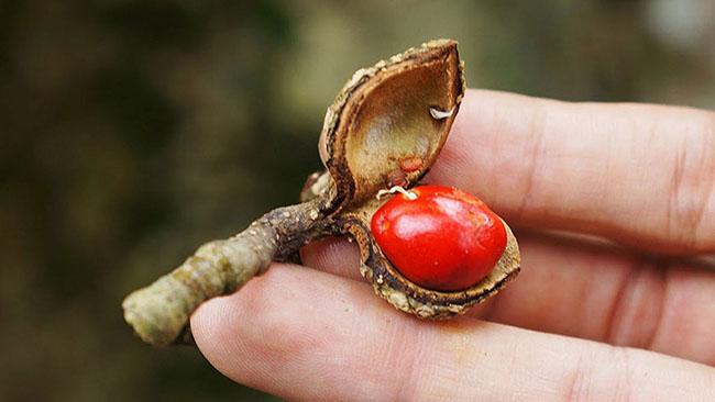 Hạt này được ví là “vàng đen” của Tây Bắc, có mùi thơm đặc biệt nên rất được ưa thích, giá gần 2 triệu đồng/kg - 5