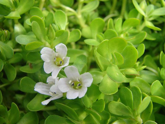 Nó mệnh danh là “rau của trí tuệ”, được dân Thành phố săn lùng vì ngon và tốt cho não bộ, giá 100.000 đồng/kg - 2