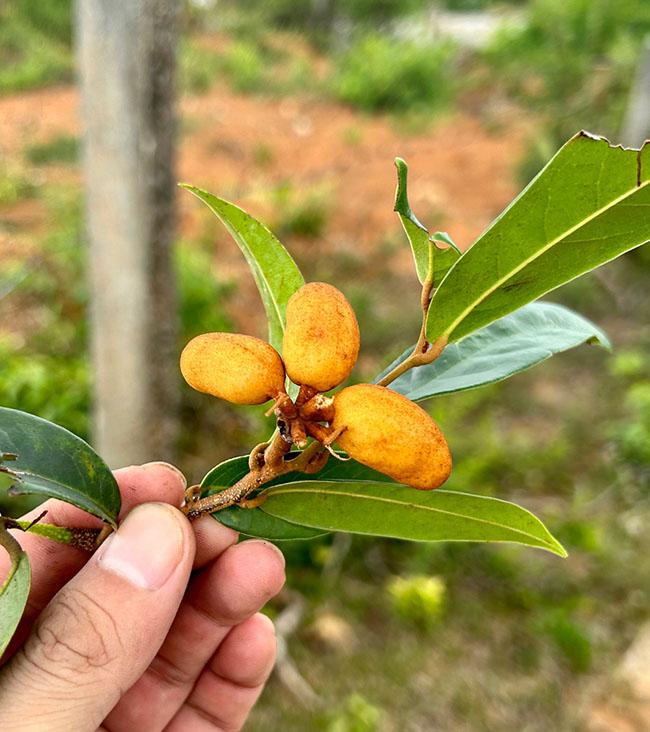 Thứ quả gắn liền với tuổi thơ trẻ con miền Trung, thử một lần nhớ mãi hương vị của nó, giá 40.000 đồng/kg - 6
