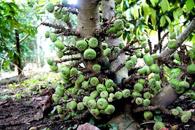 Thứ quả nghe tên đã muốn “né”, ăn xong thì lại thích mê vì ngon và tốt cho sức khỏe, giá 40.000 đồng/kg - 6