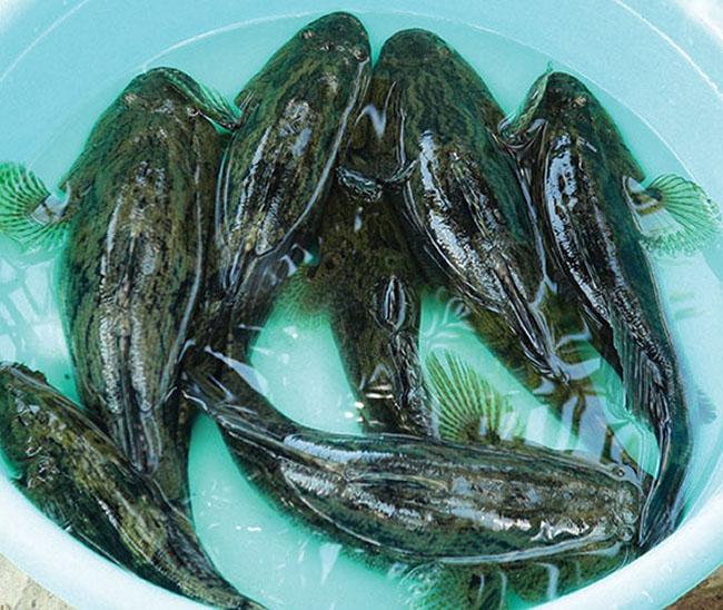 Giống cá bống khổng lồ giá 500.000 đồng/kg, trước chả ai biết đến giờ là đặc sản được săn lùng - 2