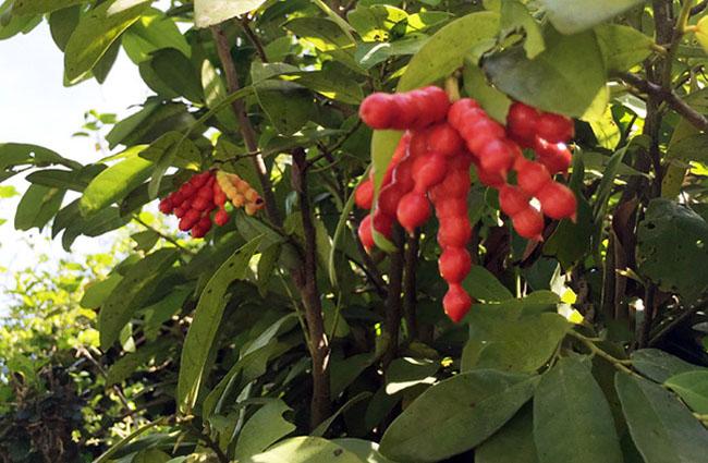Loại quả nhìn như kẹo hồ lô, là thứ ăn vặt nổi tiếng ở Quảng Ngãi, nó vắng bóng trên chợ mạng và rất khó mua - 6