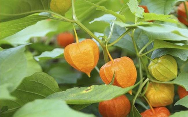 Loại quả có vitamin A cao gấp 8 cà rốt, trước mọc dại chả ai để ý giờ được săn lùng, giá 400.000 đồng/kg - 1