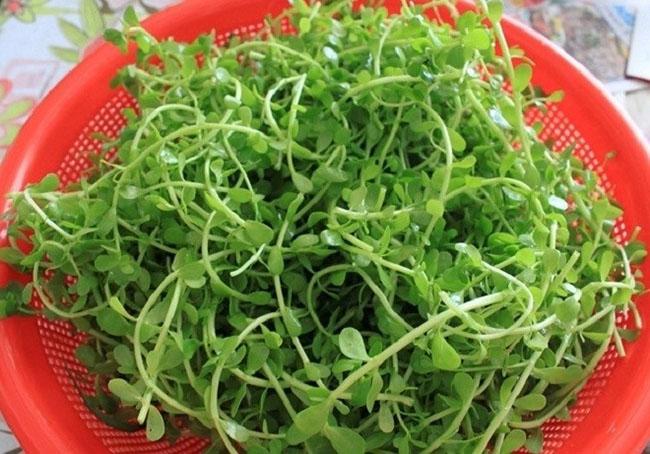 Nó mệnh danh là “rau của trí tuệ”, được dân Thành phố săn lùng vì ngon và tốt cho não bộ, giá 100.000 đồng/kg - 3