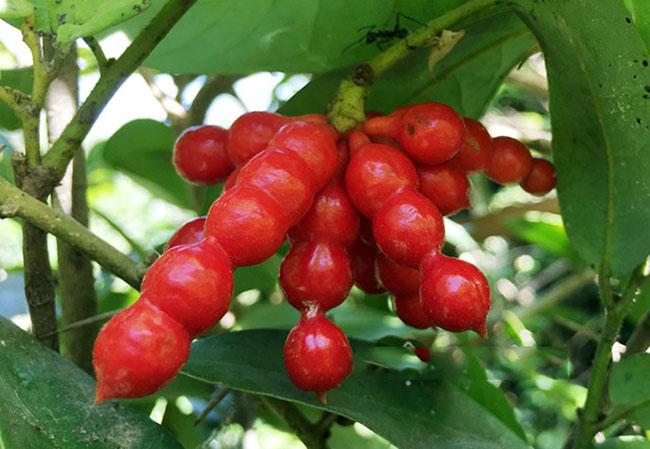 Loại quả nhìn như kẹo hồ lô, là thứ ăn vặt nổi tiếng ở Quảng Ngãi, nó vắng bóng trên chợ mạng và rất khó mua - 7