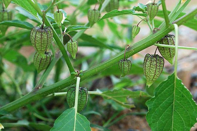 Loại quả có vitamin A cao gấp 8 cà rốt, trước mọc dại chả ai để ý giờ được săn lùng, giá 400.000 đồng/kg - 4