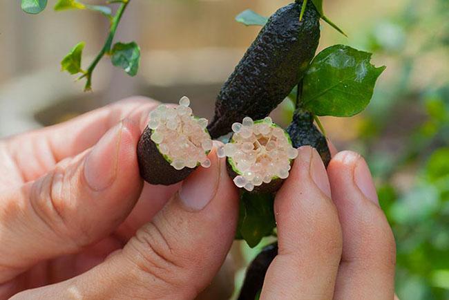 Loại quả bé như ngón tay giá 3 triệu đồng/kg, bên trong nhìn như trứng cá, Việt Nam đã ươm trồng thành công - 7
