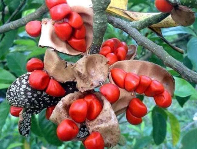Hạt này được ví là “vàng đen” của Tây Bắc, có mùi thơm đặc biệt nên rất được ưa thích, giá gần 2 triệu đồng/kg - 3