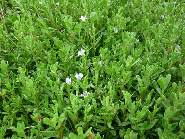 Nó mệnh danh là “rau của trí tuệ”, được dân Thành phố săn lùng vì ngon và tốt cho não bộ, giá 100.000 đồng/kg - 9