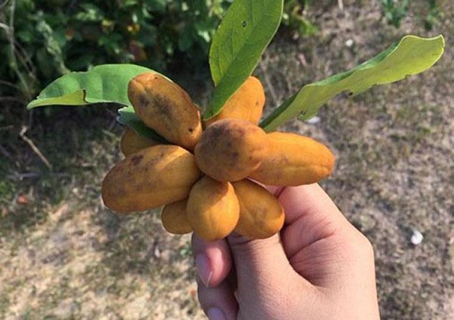 Thứ quả gắn liền với tuổi thơ trẻ con miền Trung, thử một lần nhớ mãi hương vị của nó, giá 40.000 đồng/kg - 1